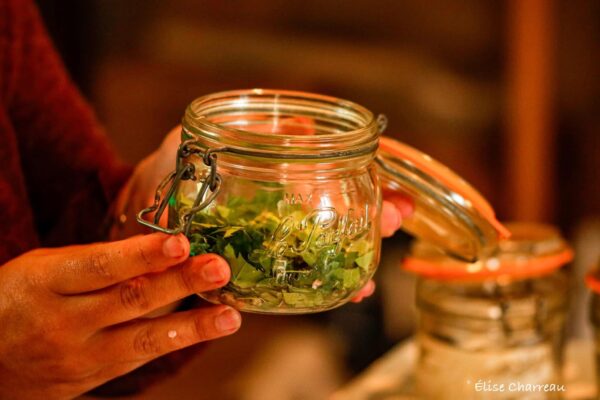 ★ Stage Femme Médecine - Sagesse des Plantes - Libération émotionnelle ★ – Image 31